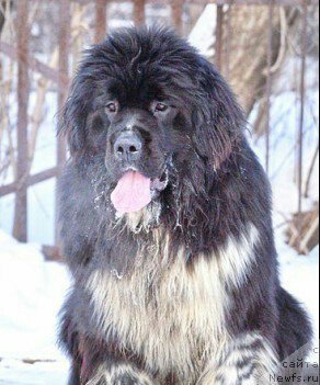 Фото: ньюфаундленд Еверия от Сибирского Медведя