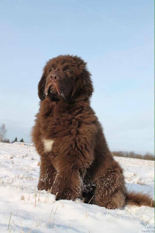 Фото: ньюфаундленд Фанньюф Аква-Марина (Funnewf Aqua-Marina)