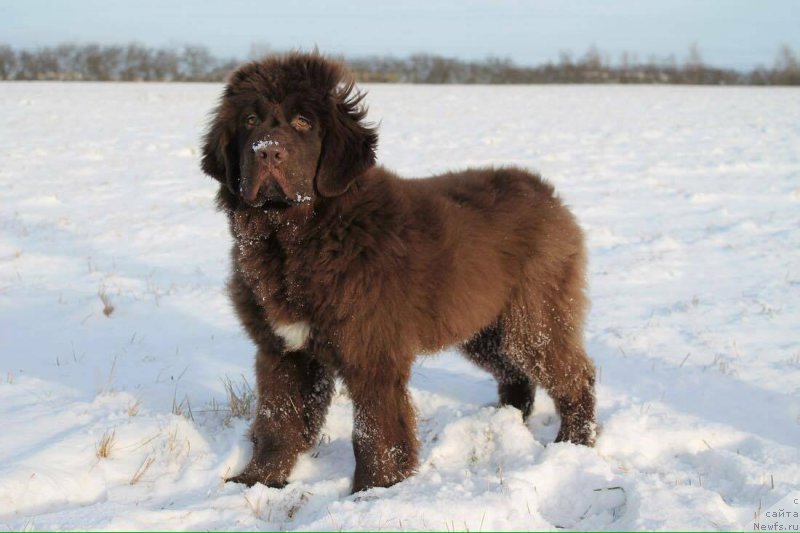 Фото: ньюфаундленд Фанньюф Аква-Марина (Funnewf Aqua-Marina)