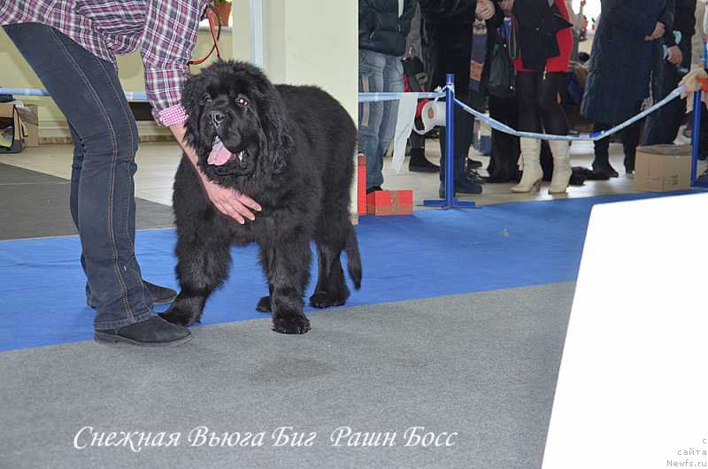 Фото: ньюфаундленд С'Нежная Вьюга Биг Рашшен Босс
