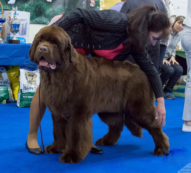 Фото: ньюфаундленд Плюшевая Панда Гиоргио Беуерлу Хиллс (Plushevaya Panda Giorgio Beuerlu Hills)