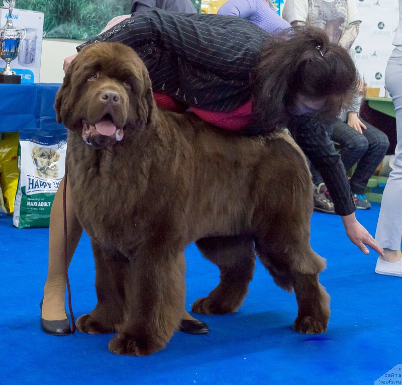 Фото: ньюфаундленд Плюшевая Панда Гиоргио Беуерлу Хиллс (Plushevaya Panda Giorgio Beuerlu Hills)