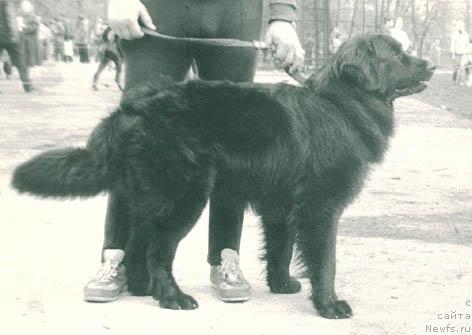 Фото: ньюфаундленд Янычар