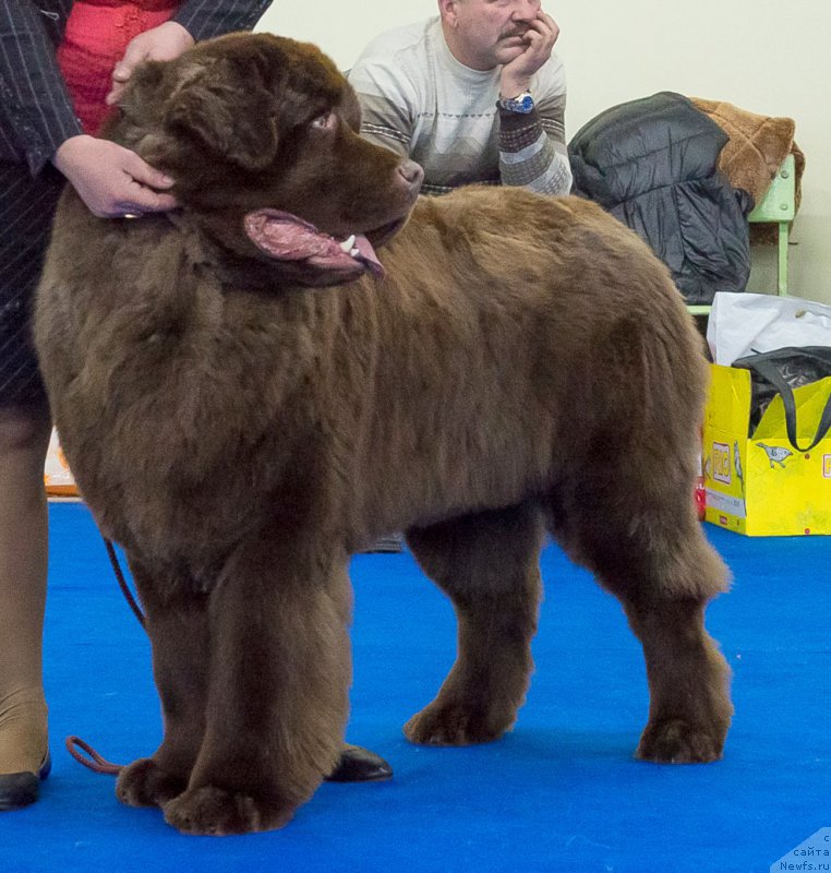 Фото: ньюфаундленд Плюшевая Панда Гиоргио Беуерлу Хиллс (Plushevaya Panda Giorgio Beuerlu Hills)