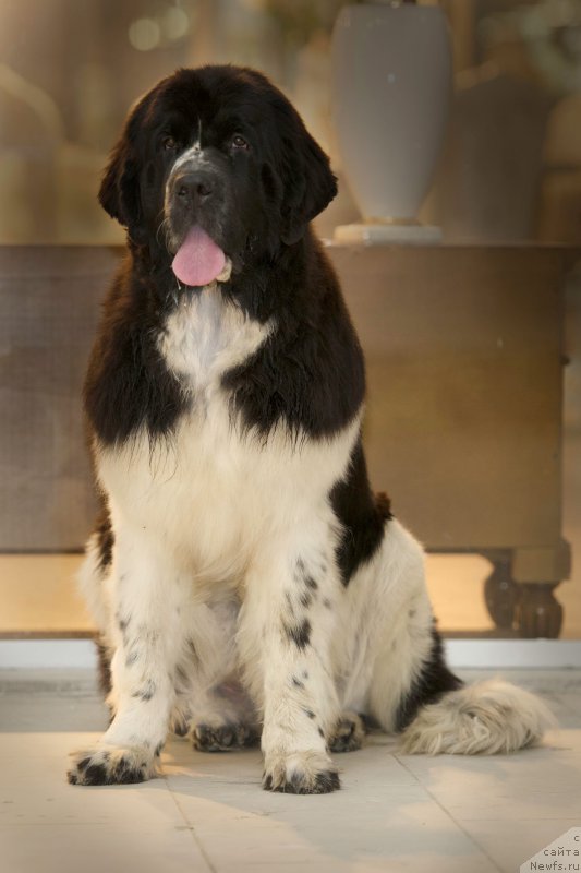 Фото: ньюфаундленд Питерньюф Банзай (Piternyuf Banzay)