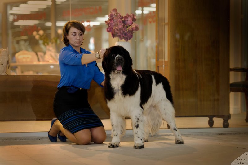 Фото: ньюфаундленд Питерньюф Банзай (Piternyuf Banzay)