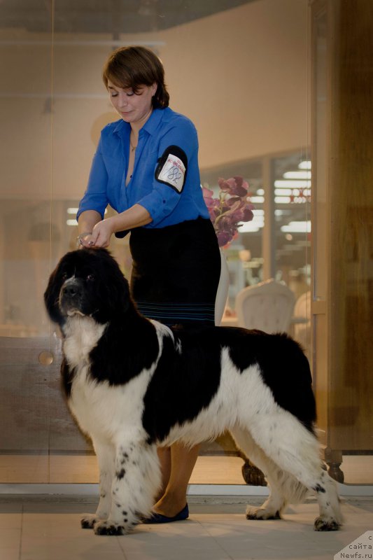 Фото: ньюфаундленд Питерньюф Банзай (Piternyuf Banzay)