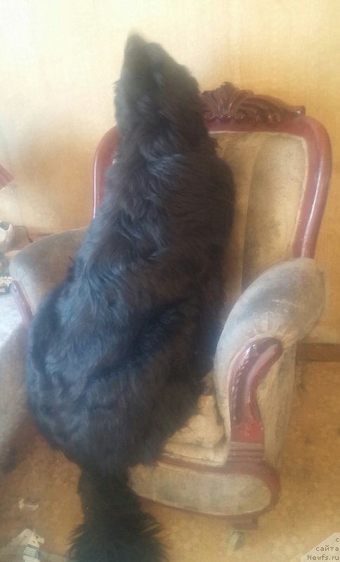 Фото: ньюфаундленд Ньюфорт Дивная Диана, ньюфаундленд Ньюфорт Дивная Диана