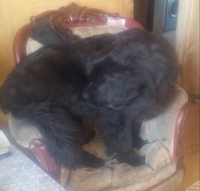 Фото: ньюфаундленд Ньюфорт Дивная Диана