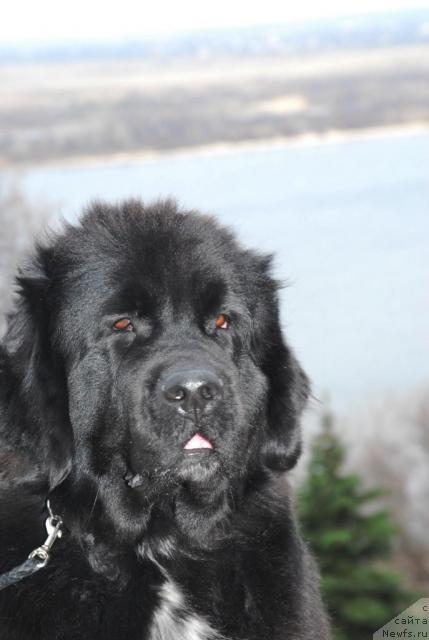 Фото: ньюфаундленд Сент Джонс Жанна Д'Арк (Sent Djons Zanna D'Ark)