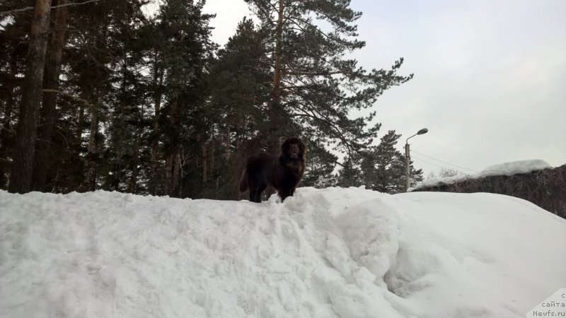 Фото: ньюфаундленд Браунблад МСК Жанара Хайя (Brownblood MSK Zhanara Haya)