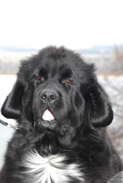 Фото: ньюфаундленд Сент Джонс Жанна Д'Арк (Sent Djons Zanna D'Ark)