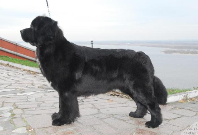 Фото: ньюфаундленд Сент Джонс Жанна Д'Арк (Sent Djons Zanna D'Ark)