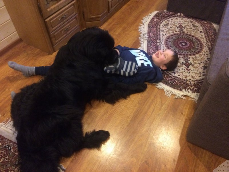 Фото: ньюфаундленд Черный Балу Ерофей