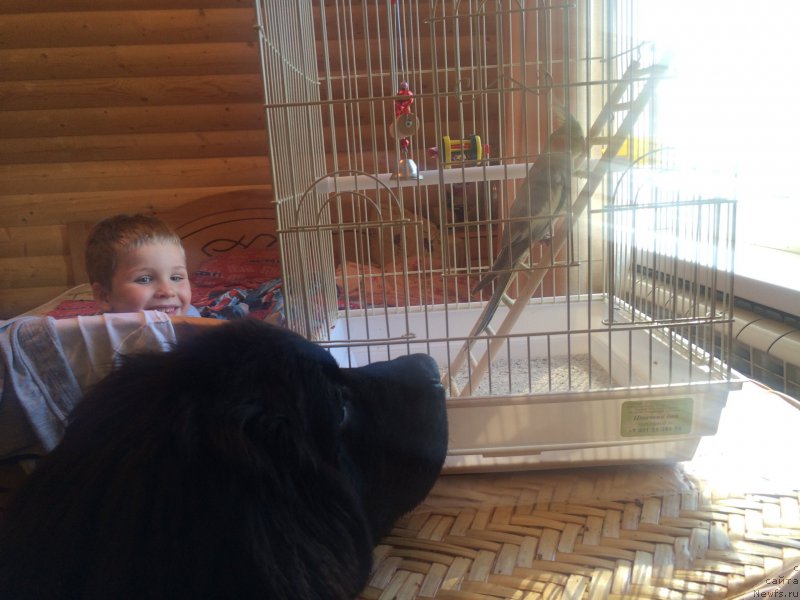 Фото: ньюфаундленд Черный Балу Ерофей