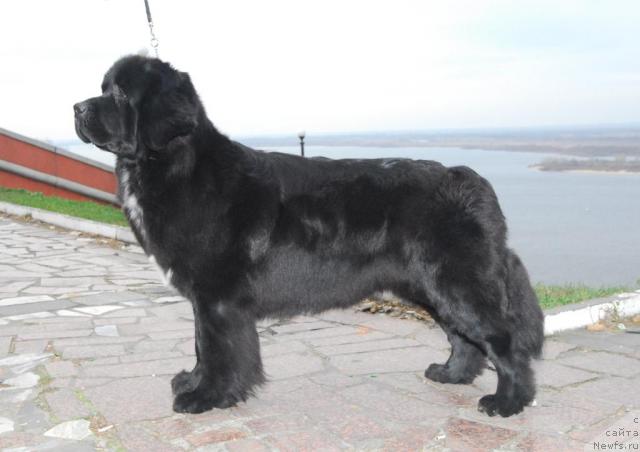 Фото: ньюфаундленд Сент Джонс Жанна Д'Арк (Sent Djons Zanna D'Ark)