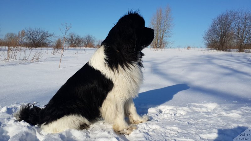 Фото: ньюфаундленд Аквиан Сонг Кроун Роял