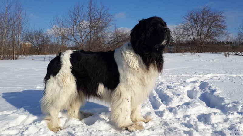 Фото: ньюфаундленд Отрада Чудная Моя из Тихого Омута