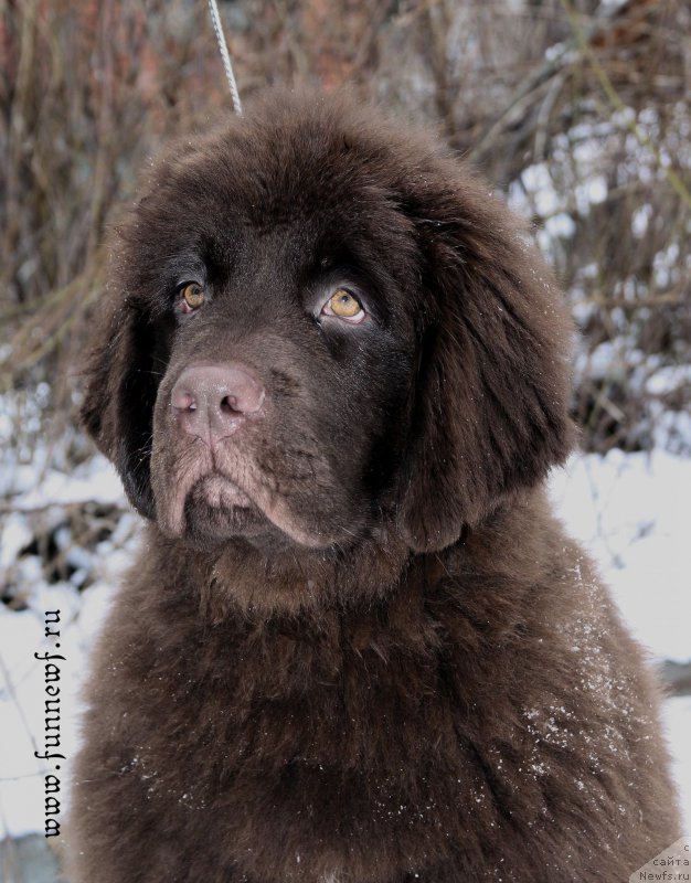 Фото: ньюфаундленд Фанньюф Антарктика (Funnewf Antarktika)