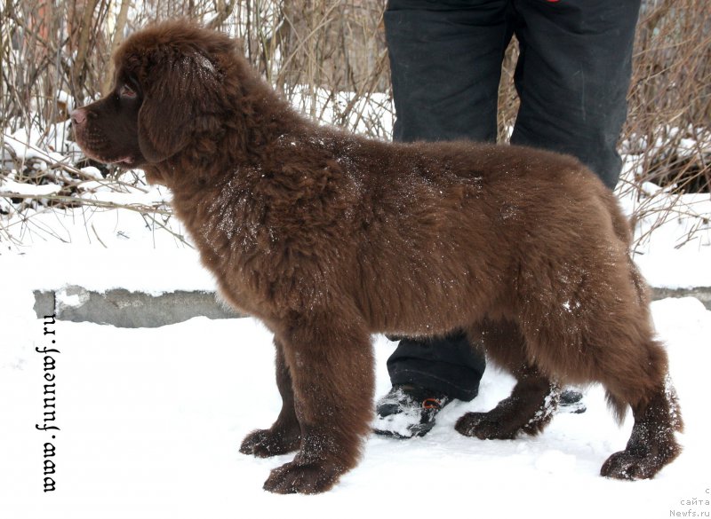 Фото: ньюфаундленд Фанньюф Антарктика (Funnewf Antarktika)