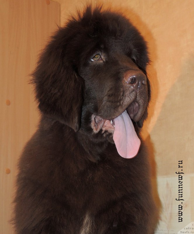 Фото: ньюфаундленд Фанньюф Антарктика (Funnewf Antarktika)