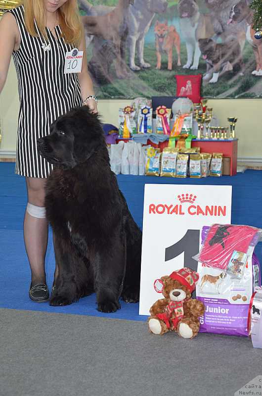 Фото: ньюфаундленд Супер Премиум Уникуе Ладу (Super Premium Unique Lady)