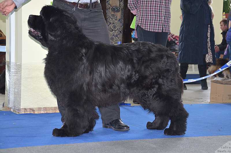 Фото: ньюфаундленд Супер Премиум Оникс