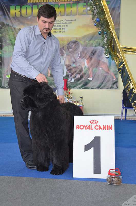 Фото: ньюфаундленд Супер Премиум Оникс