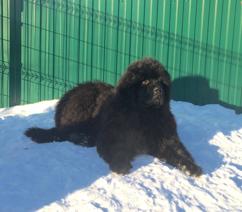 Фотография № 201185