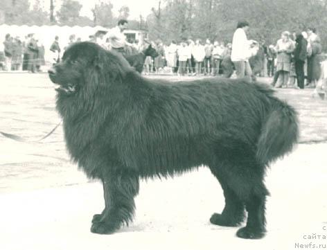 Фото: ньюфаундленд Той Тери Гес