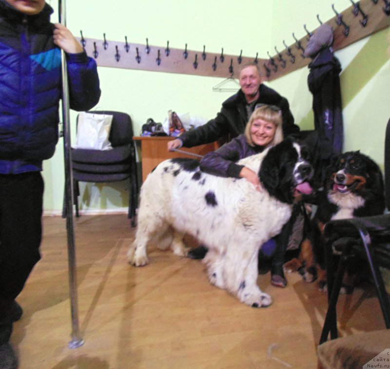 Фото: ньюфаундленд Маг Исполин Морская Жемчужина