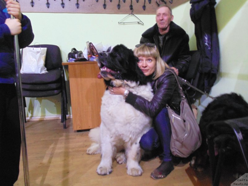 Фото: ньюфаундленд Маг Исполин Морская Жемчужина