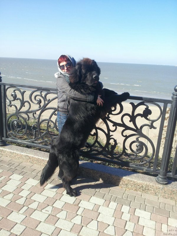 Фото: ньюфаундленд Амадей фон Байрон (Amadey fon Bayron)