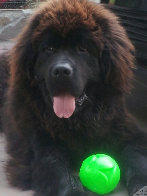 Фото: ньюфаундленд Амадей фон Байрон (Amadey fon Bayron)