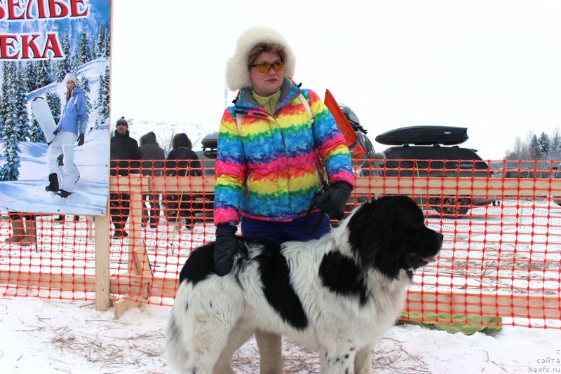 Фото: ньюфаундленд А Гуардин Ангел от Карельских Медведей