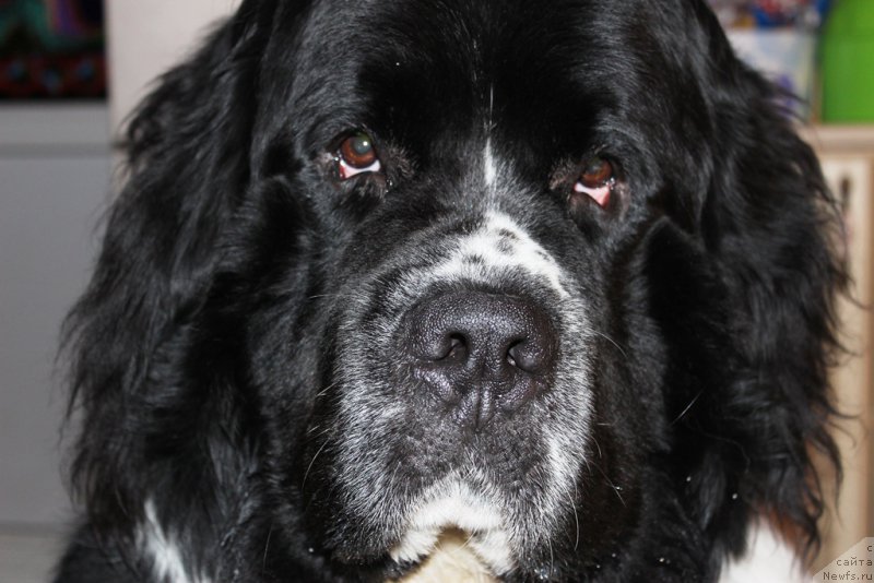 Фото: ньюфаундленд А Гуардин Ангел от Карельских Медведей