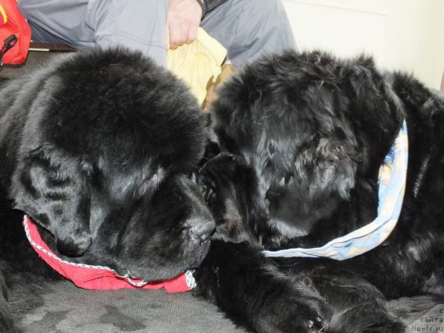 Фото: ньюфаундленд С'Нежная Вьюга Альянико Дель Вультуре (S'Nezhnaya Vjuga Alyaniko del Vulture), ньюфаундленд Увертюра из Медвежьего Яра (Overture iz Medvejyego Yara)