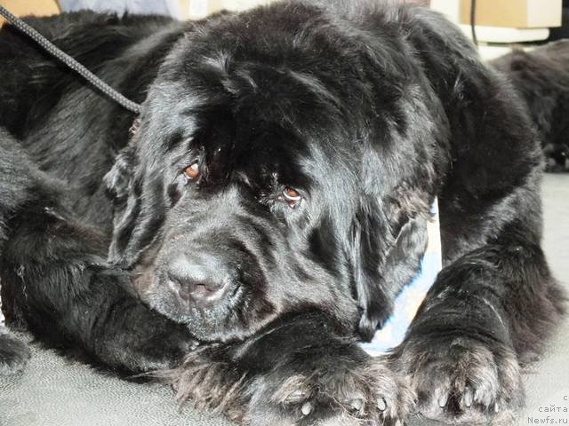 Фото: ньюфаундленд Увертюра из Медвежьего Яра (Overture iz Medvejyego Yara)