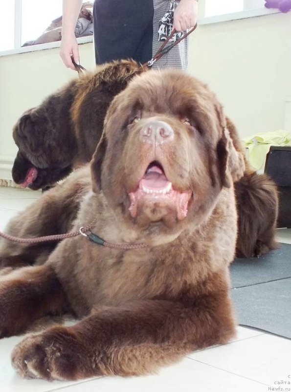 Фото: ньюфаундленд Плюшевая Панда Гиоргио Беуерлу Хиллс (Plushevaya Panda Giorgio Beuerlu Hills)