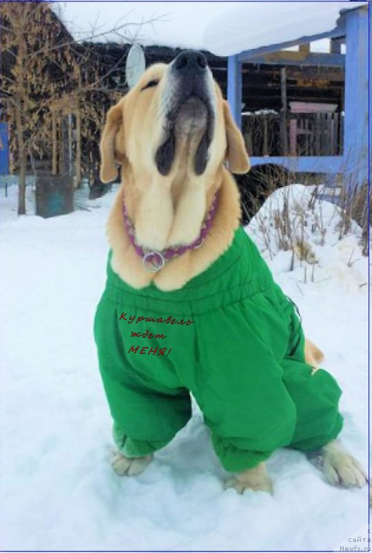 Фотография № 201228