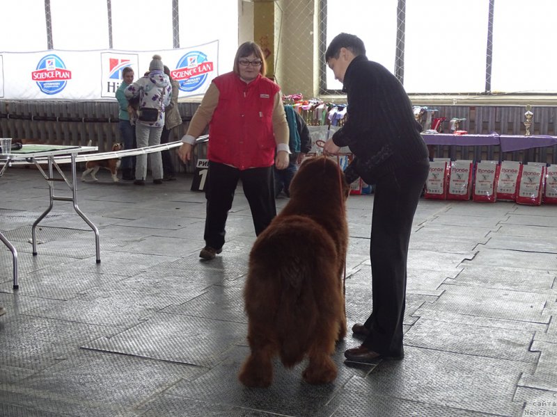 Фото: ньюфаундленд Ньюфорт Вивиан, Галия Гизатуллина
