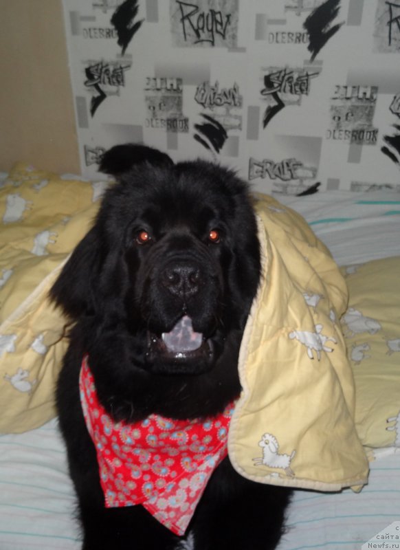 Фотография № 201233