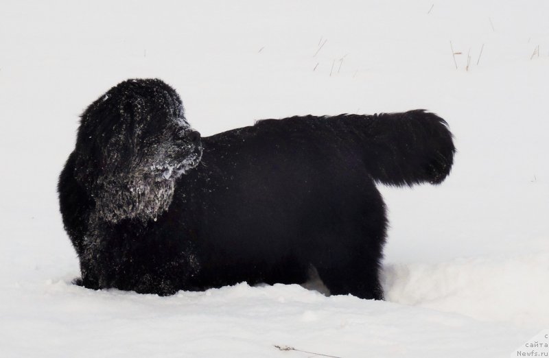 Фотография № 201237