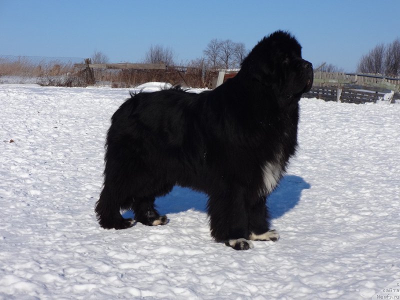 Фото: ньюфаундленд Promise To Love Midnight Bear