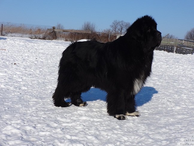 Фото: ньюфаундленд Promise To Love Midnight Bear