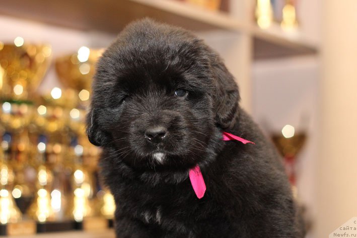 Фотография № 201241