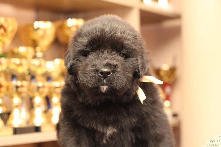 Фотография № 201243