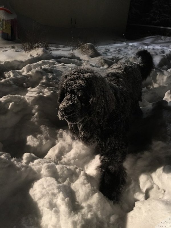 Фото: ньюфаундленд Белкондер-Клаб Ялунго Стронг