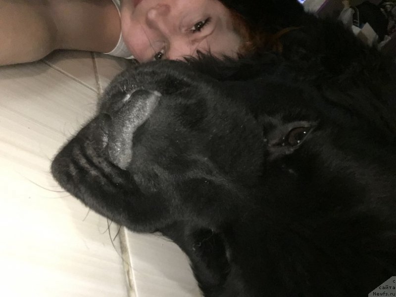 Фото: ньюфаундленд Белкондер-Клаб Ялунго Стронг