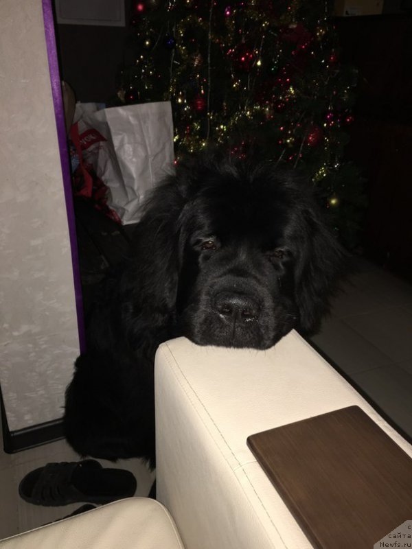 Фото: ньюфаундленд Белкондер-Клаб Ялунго Стронг